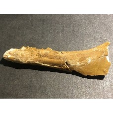 Kost dinosaura